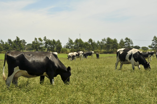 Crossways Farm Village 02