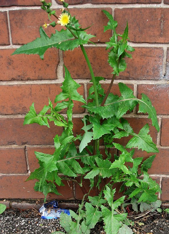 Sow Thistle Smooth