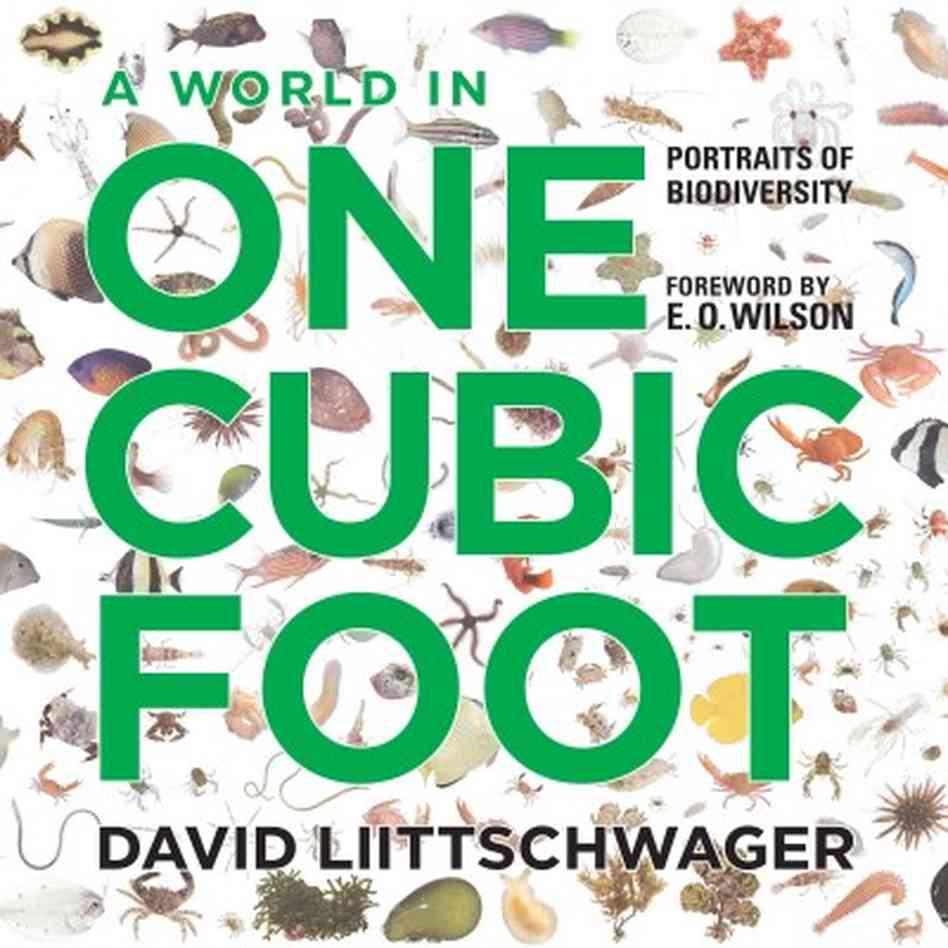 a-world-in-one-cubic-foot-cover