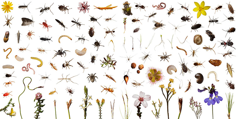 a-world-in-one-cubic-foot-insects