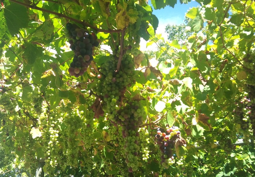 organic column - grapes