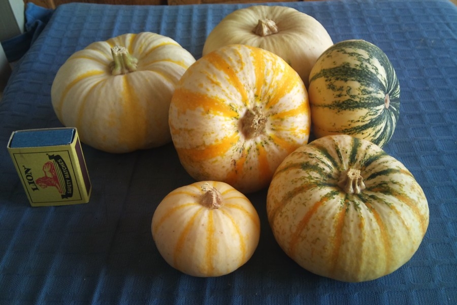 organic column - pumpkins