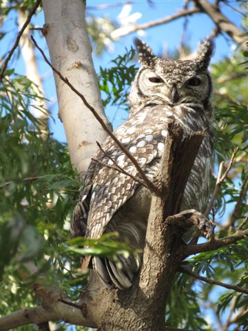 spotted eagle owl