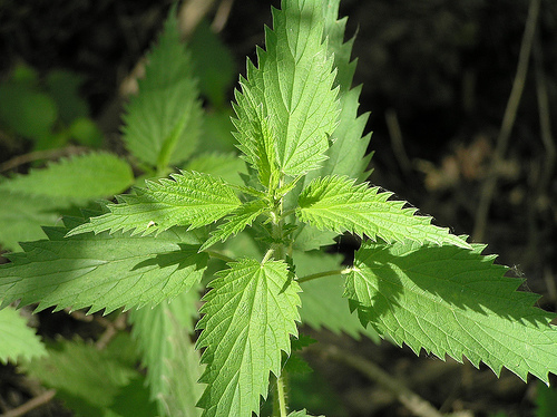 stinging nettle