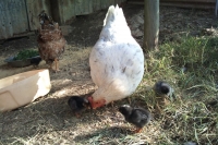 Foxglove organic stories Pt 8: Spring bugs and new plans