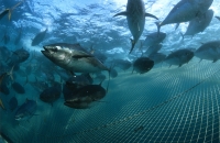 The terrible tale of tuna
