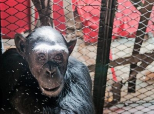 Gripping tale of chimpanzee Claude&#039;s rescue 