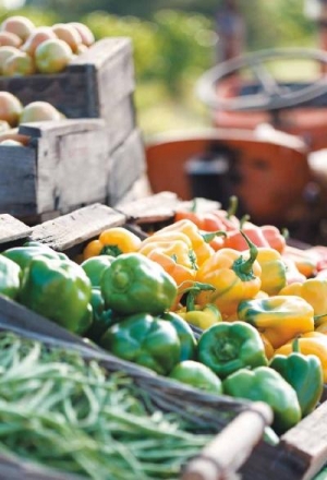 Woolworths farmers are &#039;farming for the future&#039;