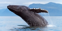72 hours to save our oceans