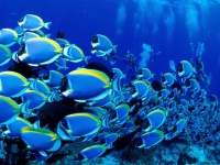Durban university seeks marine biology lecturer