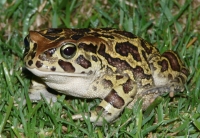 More than 80 leopard toads start marching