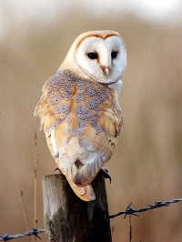 Save the owls, help your garden