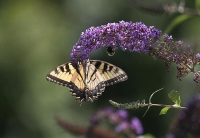 Monarch butterfly population is dwindling