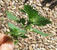 Wild about Weeds Part 2: Nettle 