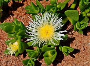 kou with caution on indigenous plant