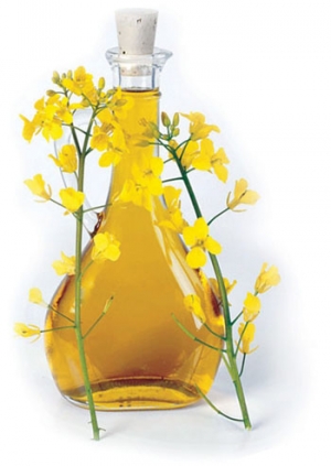 canola oil controversy