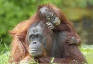 first to support sustainable palm oil