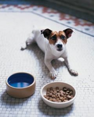 Home-made petfood naturally best 