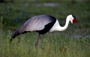 South African Birds in Trouble 