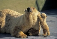 animal communication opens new wisdom to humans