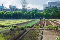 Cuba&#039;s Organic Food Revolution Flourishing