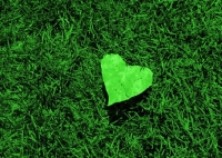 Preparing for a green Valentine&#039;s Day
