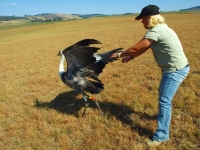 Urgent work needed to save our Cranes
