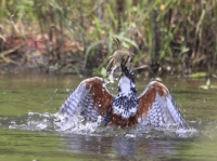 Help save Rietvlei Nature Reserve