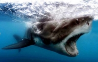 Shark chumming permit cancelled after attack