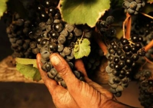 climate change causes hardest harvest in memory