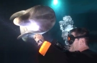 Hawaii dolphin rescue caught on video 