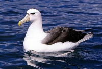 Plans to protect the albatross