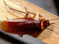 Woman dies after spraying insecticide