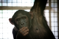 Chimp to make history giving birth online