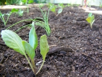 Stoep Harvest Part 8: Planting for Winter