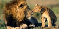 Lions hunted for sex potion