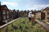 Bee attacks raise concerns about city beekeeping 