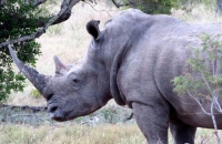 A contribution to rhino anti-poaching considerations
