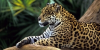 Oil showdown in the Amazon
