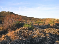 Protecting Our Fynbos (video)