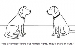 Animal Rights and Welfare 