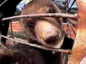Illegal Wildlife Trade Killing Biodiversity 