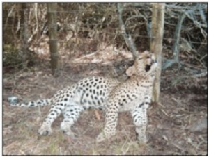 Leopard choked to death