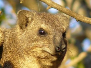 40 Dassies re-locate to the Dargle 
