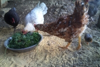 Foxglove organic stories Pt 6: Up to our elbows
