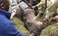 Rhino poaching rise threatens to undo years of conservation