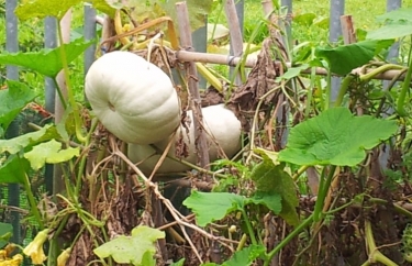 Grow your own food step 5: Who likes who in the zoo?
