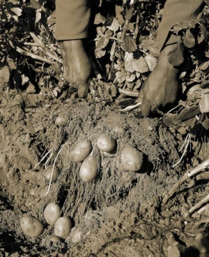 Remarkable success in farming for the future