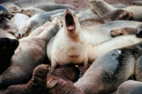 Pressure mounts over seal cull