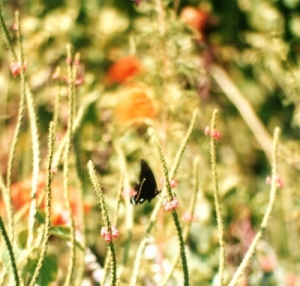 fragile butterflies have nowhere to go 
